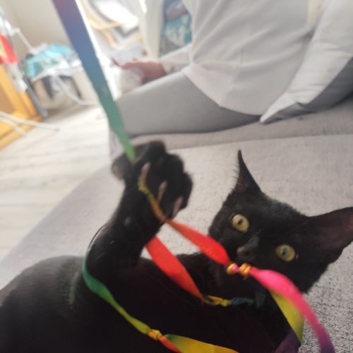 Bingo- chaton dynamique #2