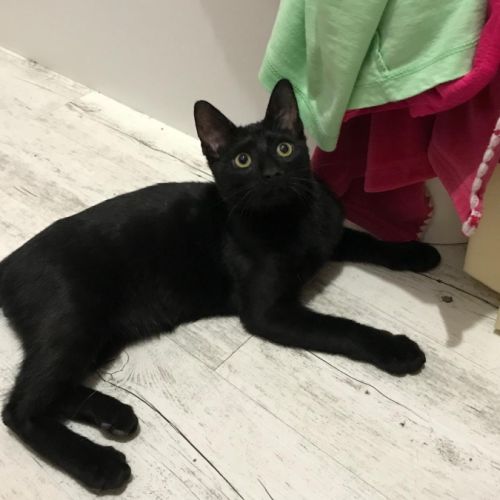 Bingo- chaton dynamique #3
