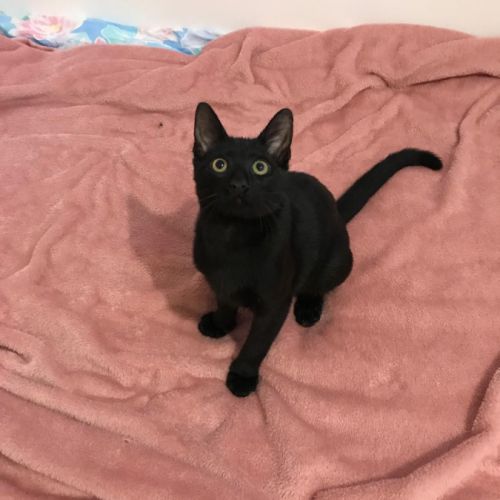 Bingo- chaton dynamique #5