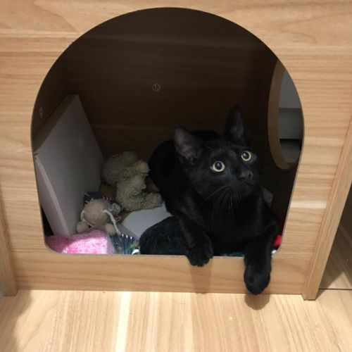 Bingo- chaton dynamique #6
