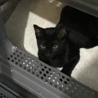 Bingo- chaton dynamique #1