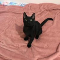 Bingo- chaton dynamique #5