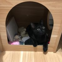 Bingo- chaton dynamique #6