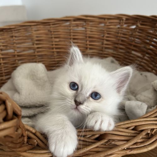 Chaton sacré de birmanie loof #2