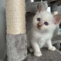 Chaton sacré de birmanie loof #1