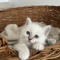 Chaton sacré de birmanie loof #2