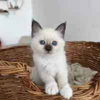 Chaton sacré de birmanie loof #0