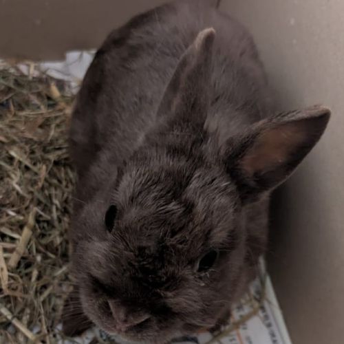 Lapin nain, femelle, gris foncé, env. 3-4 mois