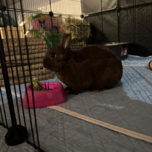 Lapin nain, femelle, gris foncé, env. 5 mois