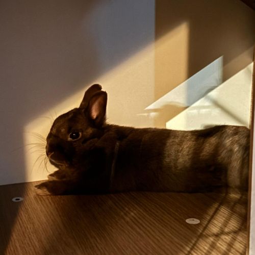 Lapin nain, femelle, gris foncé, env. 5 mois #2