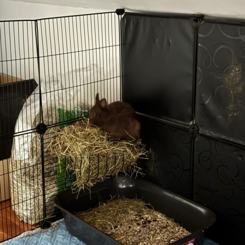 Lapin nain, femelle, gris foncé, env. 5 mois #3