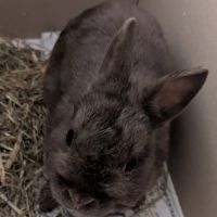 Lapin nain, femelle, gris foncé, env. 3-4 mois