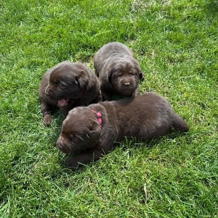 Chiots labrador retriever chocolat #1