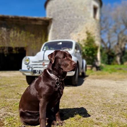 Chiots labrador retriever chocolat #0