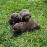 Chiots labrador retriever chocolat #1