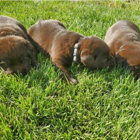 Chiot labrador retriever male chocolat #1