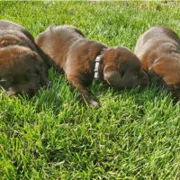 Chiot labrador retriever male chocolat #1