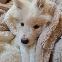 Jeune samoyède femelle lof #1