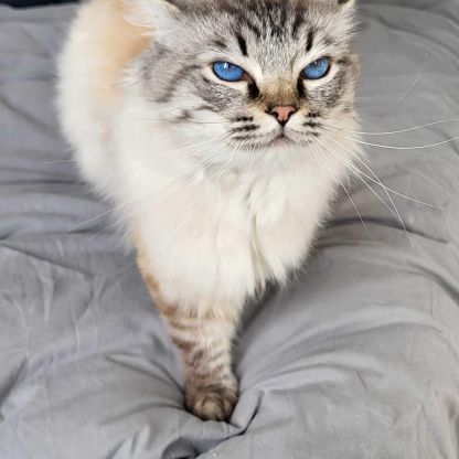 Mâle ragdoll quadruple champion #0