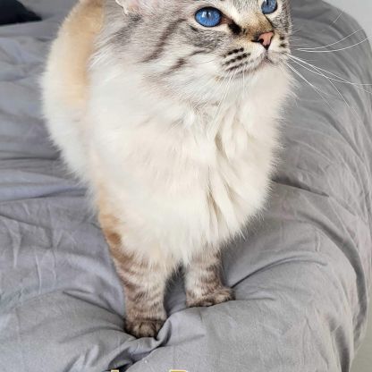 Mâle ragdoll quadruple champion #2