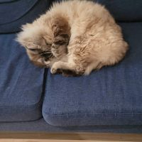 Mâle ragdoll quadruple champion #3