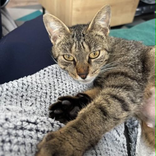 Meryl jeune chatte toute douce
