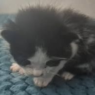 Chat oreo à la réservation #2