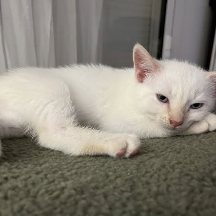 Chat bilou à l adoption #0