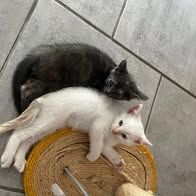 Chat bilou à l adoption #2