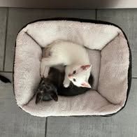Chat bilou à l adoption #4