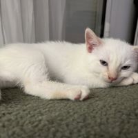 Chat bilou à l adoption