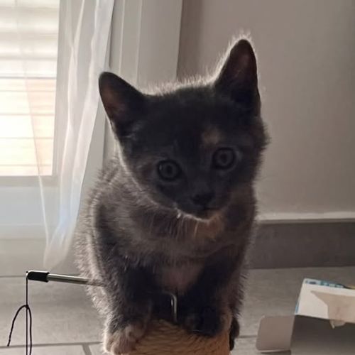 Chat bibou à l adoption #0