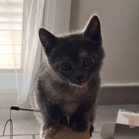 Chat bibou à l adoption