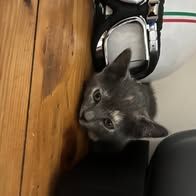 Chat bibou à l adoption #3