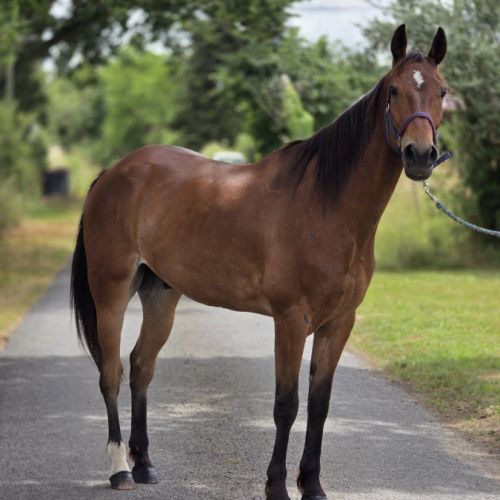Cheval de loisirs #1