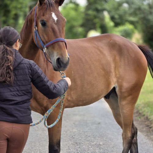 Cheval de loisirs