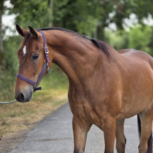 Cheval de loisirs #3
