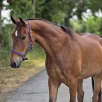 Cheval de loisirs #3