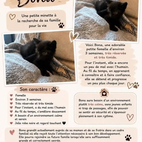 Chat bona à la réservation #0