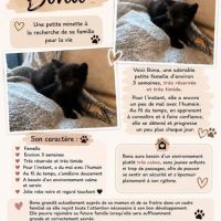 Chat bona à la réservation
