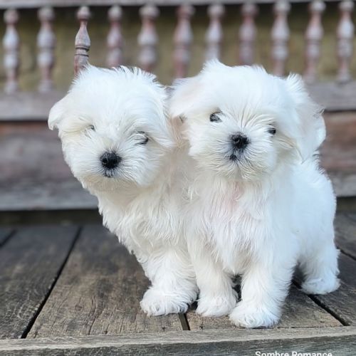 Chiots maltais lof #1