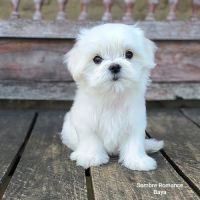 Chiots maltais lof