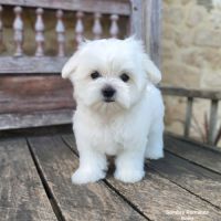 Chiots maltais lof #3