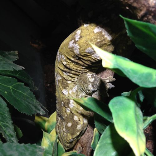 Rhacodactylus leachianus #1