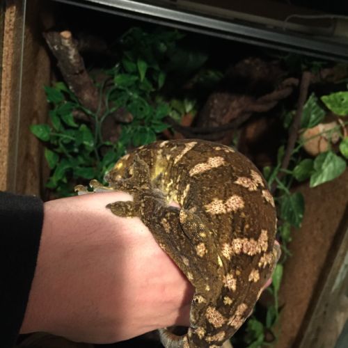 Rhacodactylus leachianus #0