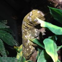 Rhacodactylus leachianus #1