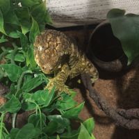 Rhacodactylus leachianus #3