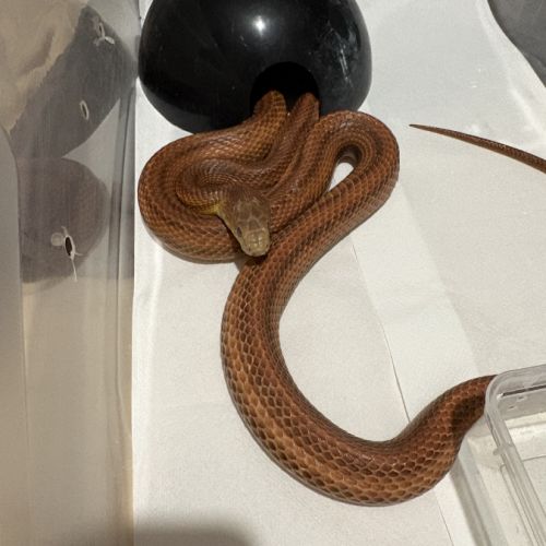 Serpent des blés #2