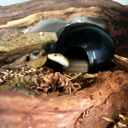 Serpent des blés #3