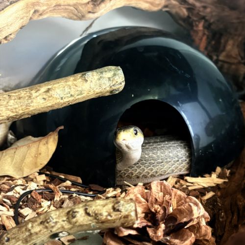 Serpent des blés #4